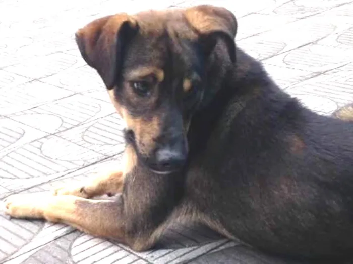 Cachorro ra a Vira lata  idade 7 a 11 meses nome Sem nome