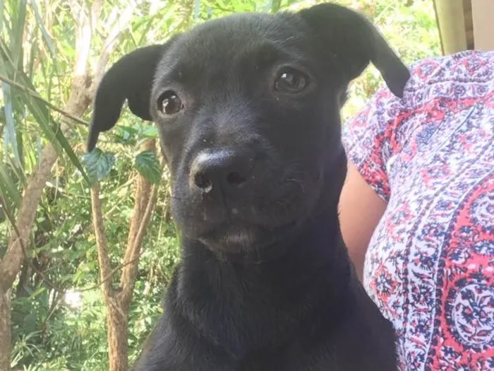 Cachorro ra a SRD idade 2 a 6 meses nome Pretinha