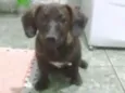 bela