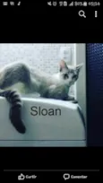 Sloan