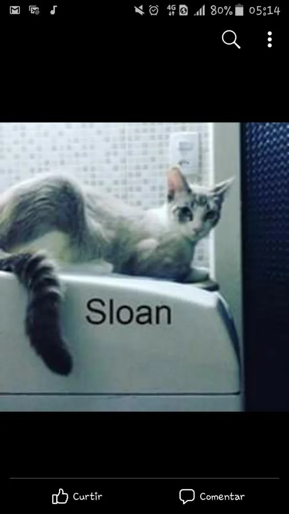 Gato ra a Srd idade 2 anos nome Sloan