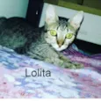 Lolita