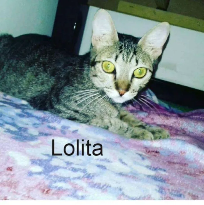 Gato ra a Srd idade 2 anos nome Lolita