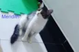 Meredith