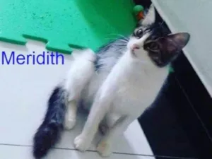 Gato raça Srd idade 2 anos nome Meredith