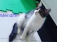 Meredith