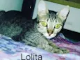Lolita