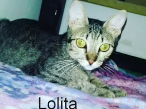 Gato raça Srd idade 2 anos nome Lolita