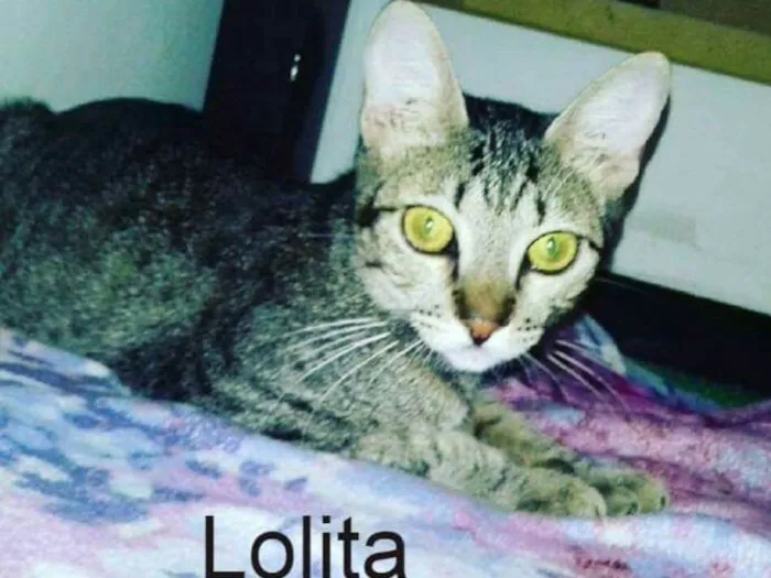 Gato ra a Srd idade 2 anos nome Lolita