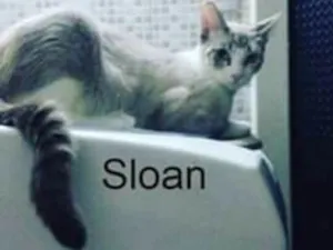 Gato raça Srd idade 2 anos nome Sloan