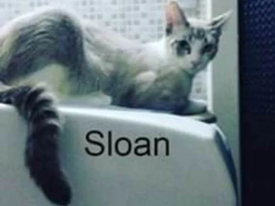 Gato ra a Srd idade 2 anos nome Sloan