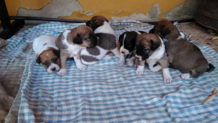 Cachorro raça  idade Abaixo de 2 meses nome Não tem nome