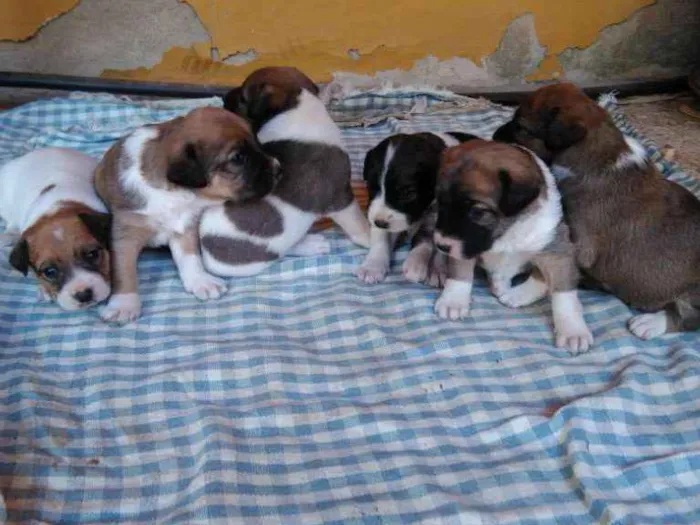Cachorro raça  idade Abaixo de 2 meses nome Não tem nome