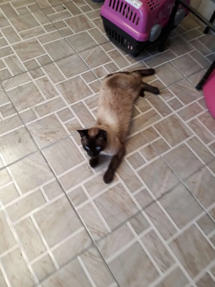 Gato ra a Siamês idade 7 a 11 meses nome Bruce