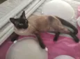 Bruce