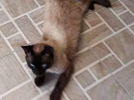 Gato ra a Siamês idade 7 a 11 meses nome Bruce