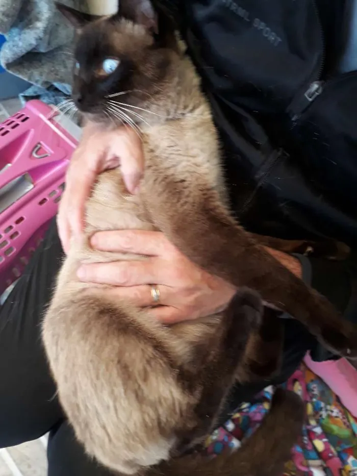 Gato ra a Siamês idade 7 a 11 meses nome Bruce