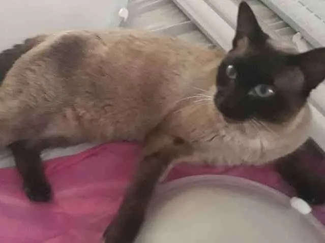 Gato ra a Siamês idade 7 a 11 meses nome Bruce