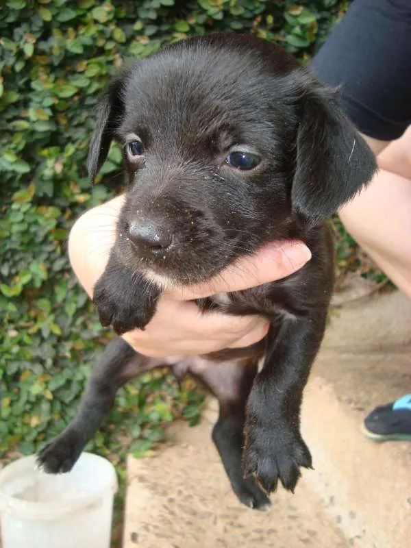 Cachorro ra a srd idade Abaixo de 2 meses nome filhotes