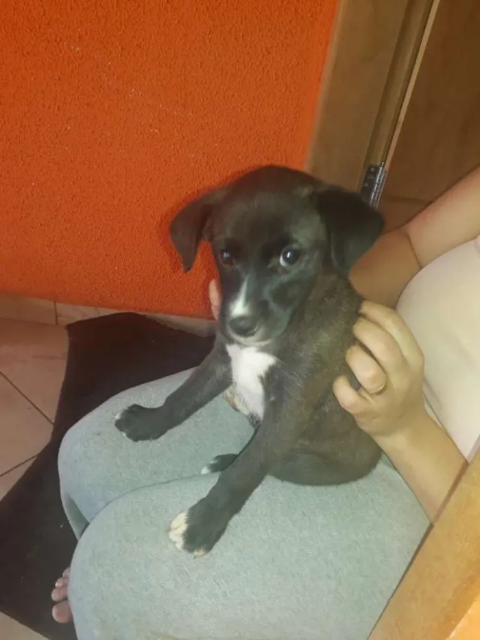 Cachorro ra a Sem raça idade Abaixo de 2 meses nome Sem nome