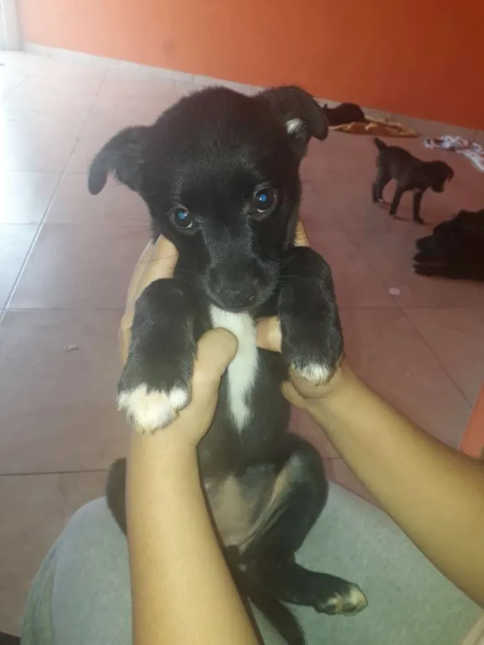 Cachorro ra a Sem raça idade Abaixo de 2 meses nome Sem nome