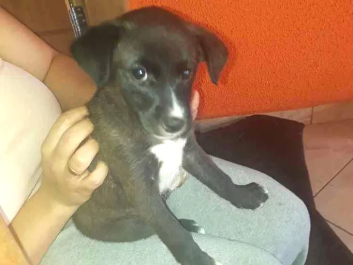 Cachorro ra a Sem raça idade Abaixo de 2 meses nome Sem nome