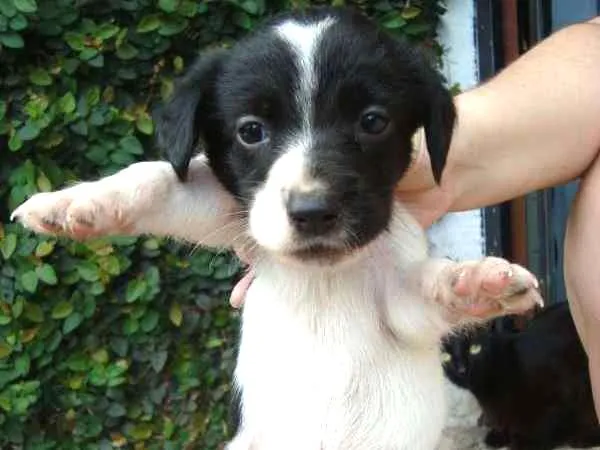 Cachorro ra a srd idade Abaixo de 2 meses nome filhotes