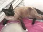Gato raça Siamês idade 7 a 11 meses nome Bruce