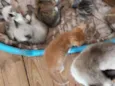 Bebês