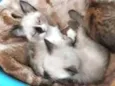 Bebês