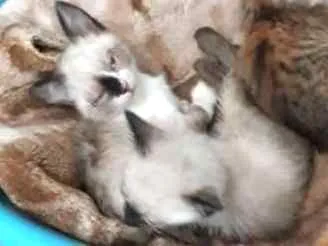 Gato ra a SRD  idade Abaixo de 2 meses nome Bebês