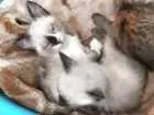 Gato raça SRD  idade Abaixo de 2 meses nome Bebês