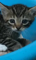 Bebês