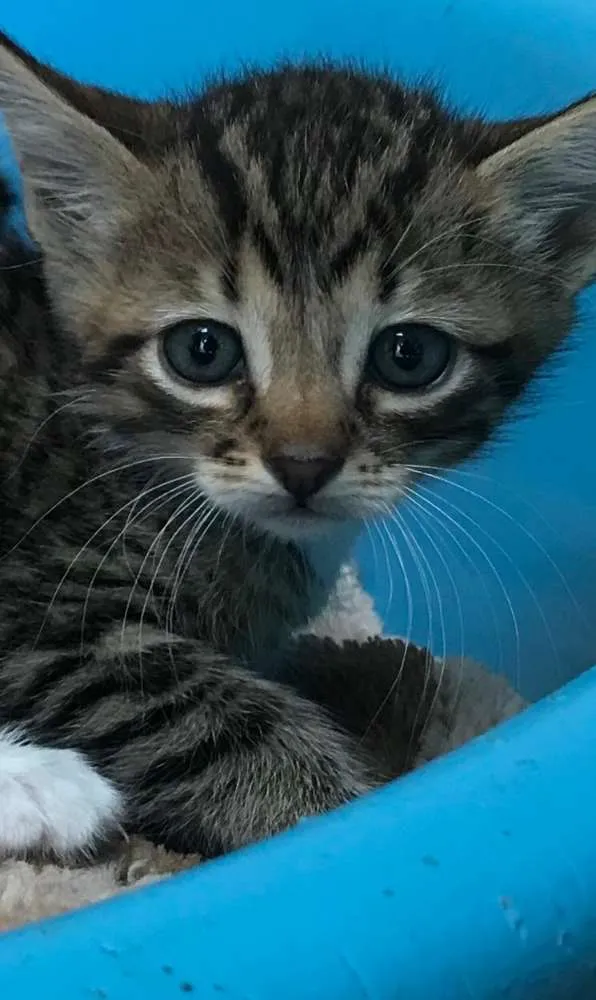 Gato ra a SRD  idade Abaixo de 2 meses nome Bebês