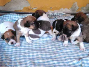 Cachorro raça  idade Abaixo de 2 meses nome Não tem nome