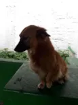 Laila