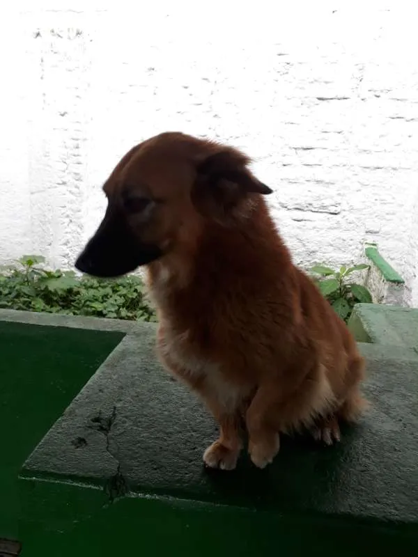 Cachorro ra a Mestiça idade 5 anos nome Laila