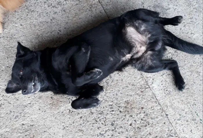 Cachorro ra a Mestiço de Labrador idade 5 anos nome Negão