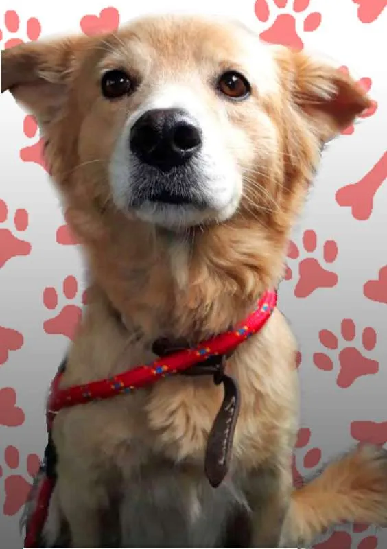 Cachorro ra a srd idade 3 anos nome MEL