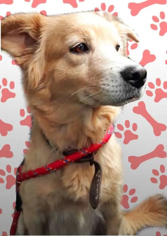 Cachorro ra a srd idade 3 anos nome MEL