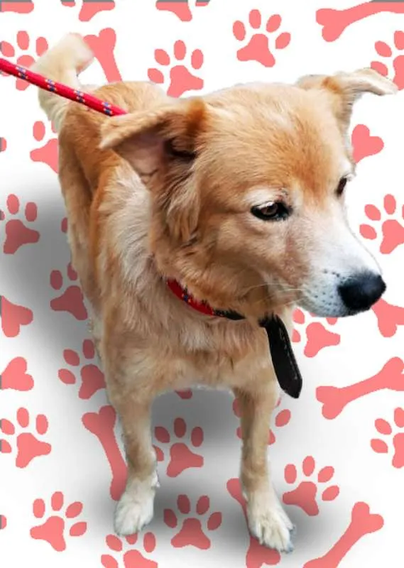 Cachorro ra a srd idade 3 anos nome MEL