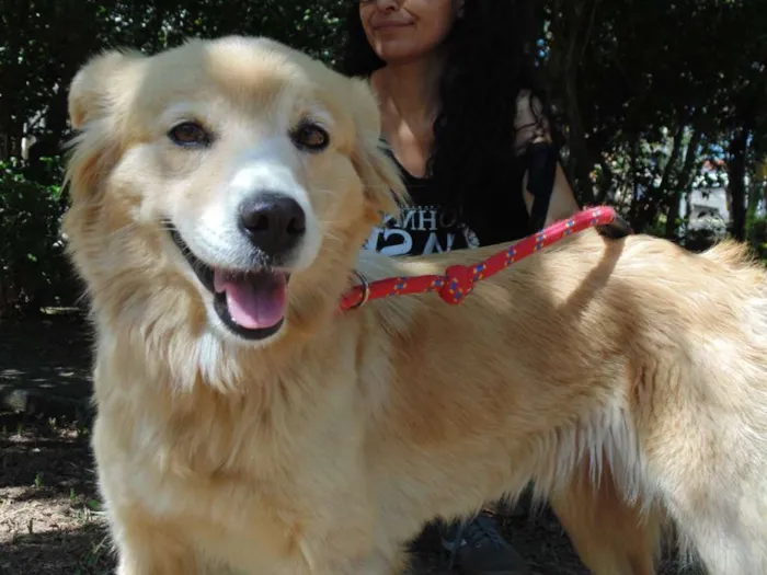 Cachorro ra a srd idade 3 anos nome MEL