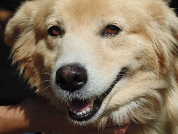 Cachorro ra a srd idade 3 anos nome MEL