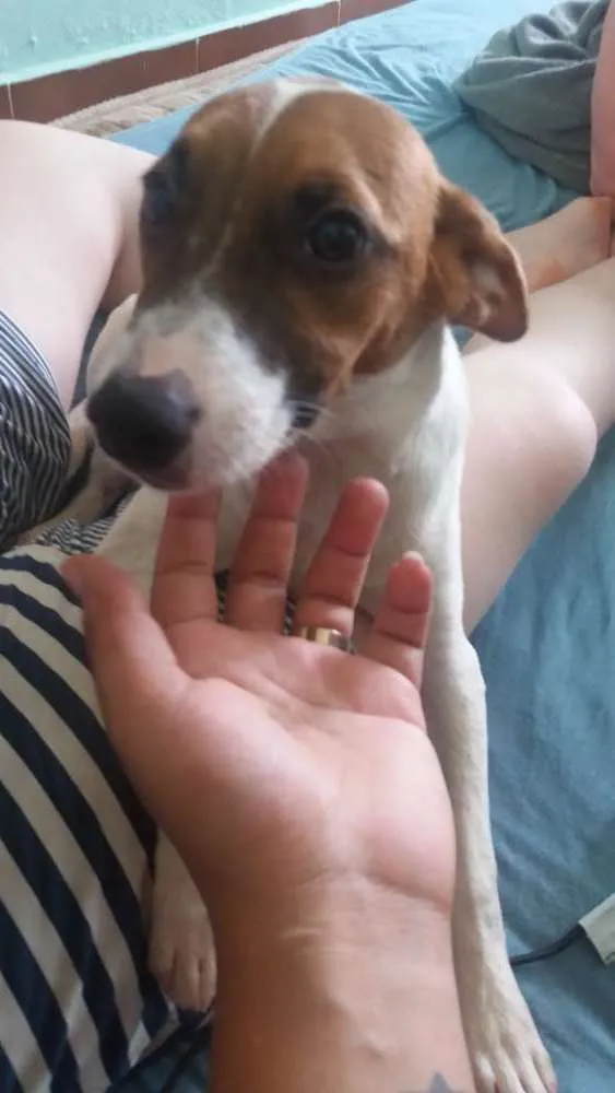 Cachorro ra a Vira lata idade 7 a 11 meses nome Bruce 
