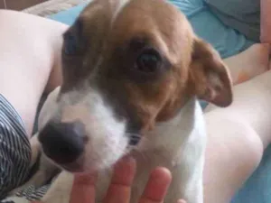 Cachorro raça Vira lata idade 7 a 11 meses nome Bruce 
