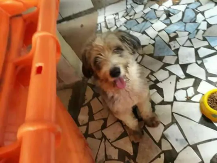 Cachorro ra a fox terrier idade 2 anos nome Benji
