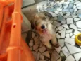 Benji