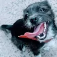 pingo