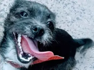 Cachorro raça  idade 1 ano nome pingo