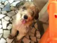 Benji